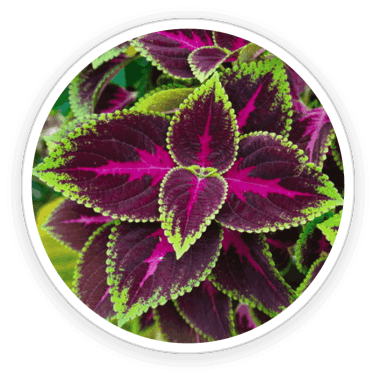 eyefortin - Coleus Forskohlii Extract